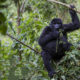 How Much Time does one Spend with Mountain Gorillas