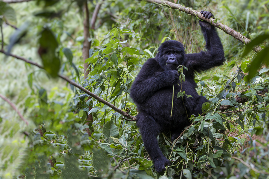 How Much Time does one Spend with Mountain Gorillas