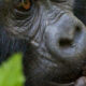 Gorilla Trekking in Uganda
