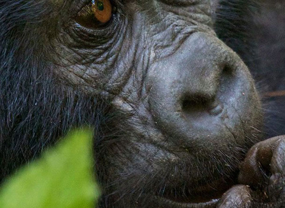 Gorilla Trekking in Uganda