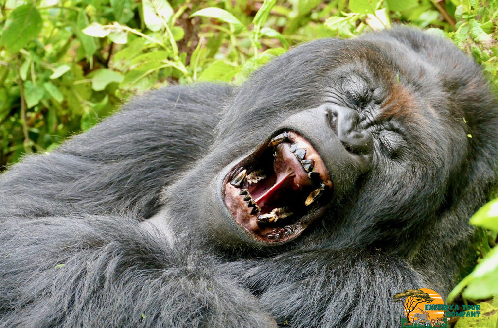 How to Communicate with Gorillas