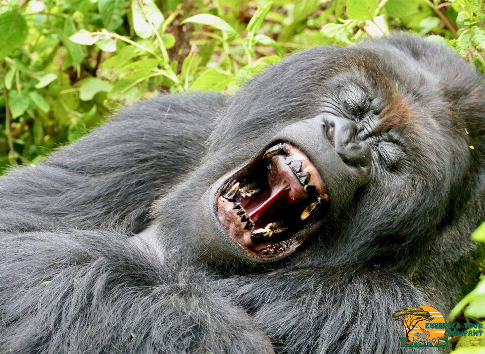 How to Communicate with Gorillas