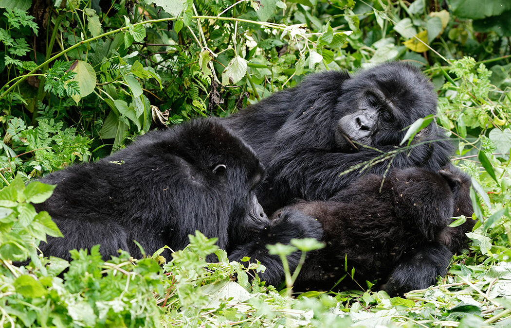 How physically demanding is gorilla trekking