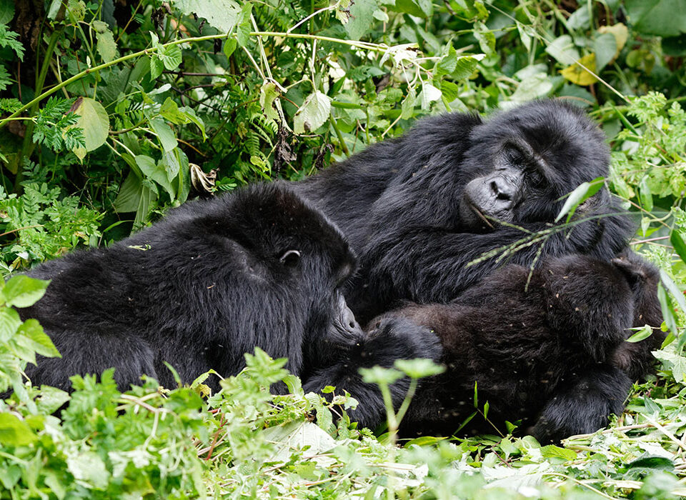 How physically demanding is gorilla trekking