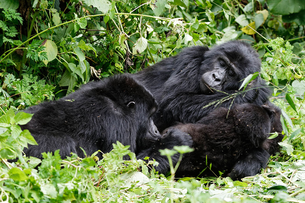 How physically demanding is gorilla trekking