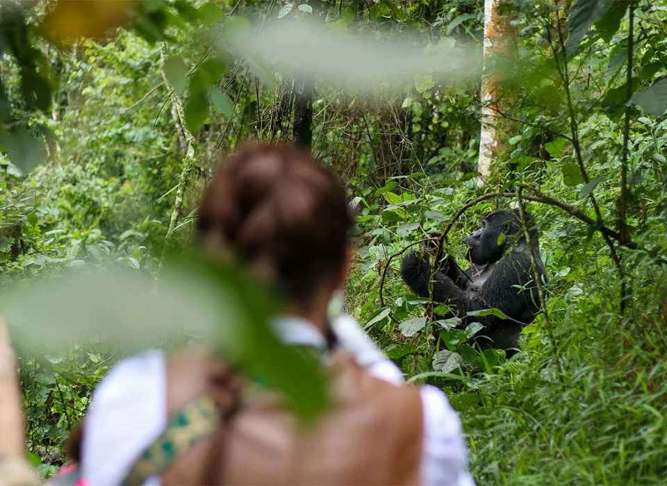 How to book Rwanda Mid-Range Safari