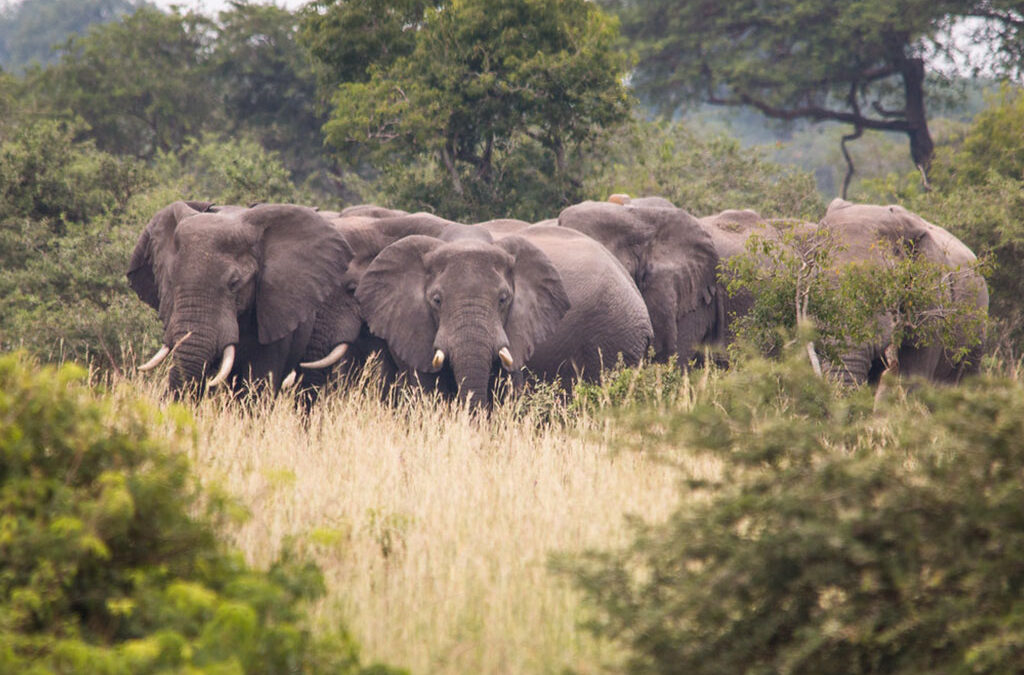 How to spot the Big Five in Murchison Falls