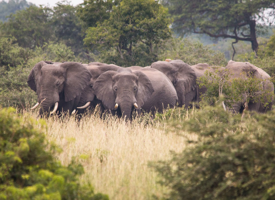 How to spot the Big Five in Murchison Falls