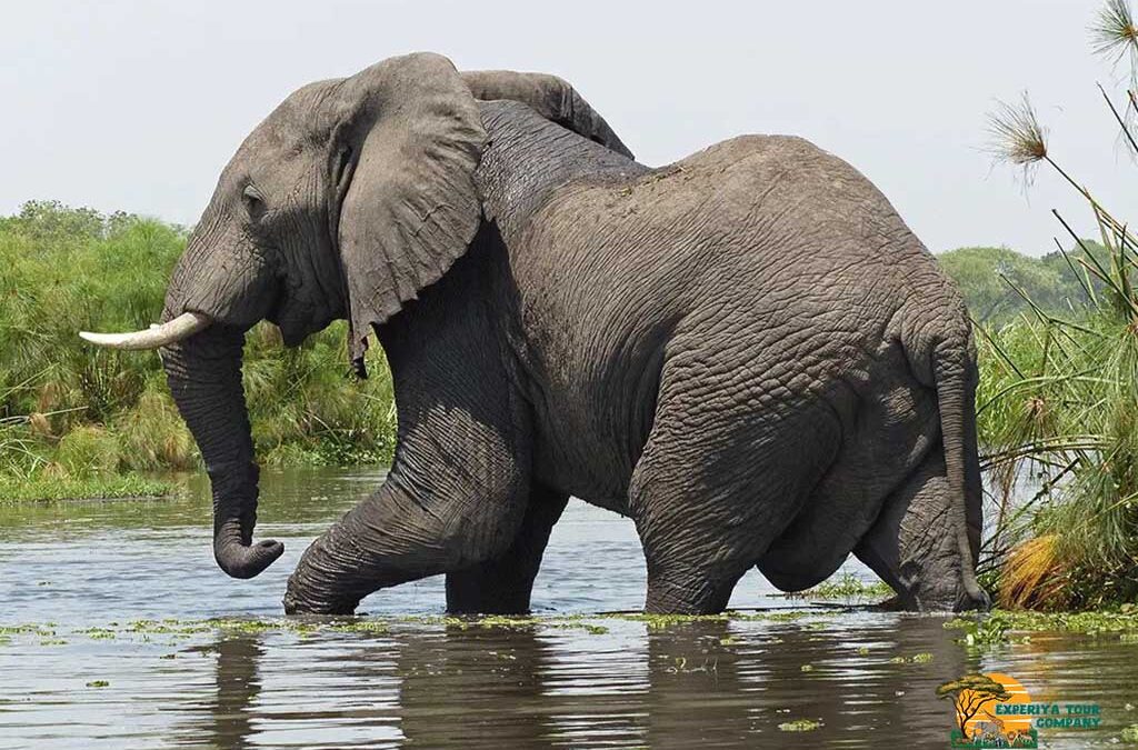 The Kasenyi Safari Experience: Uganda’s Classic Wildlife Adventure