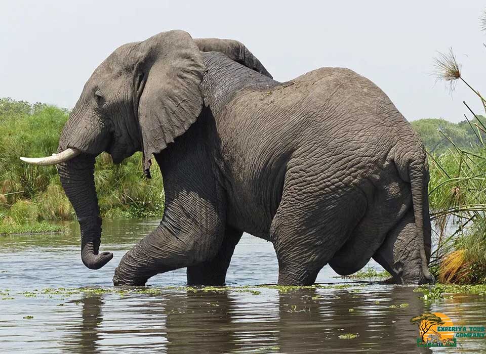 The Kasenyi Safari Experience: Uganda’s Classic Wildlife Adventure