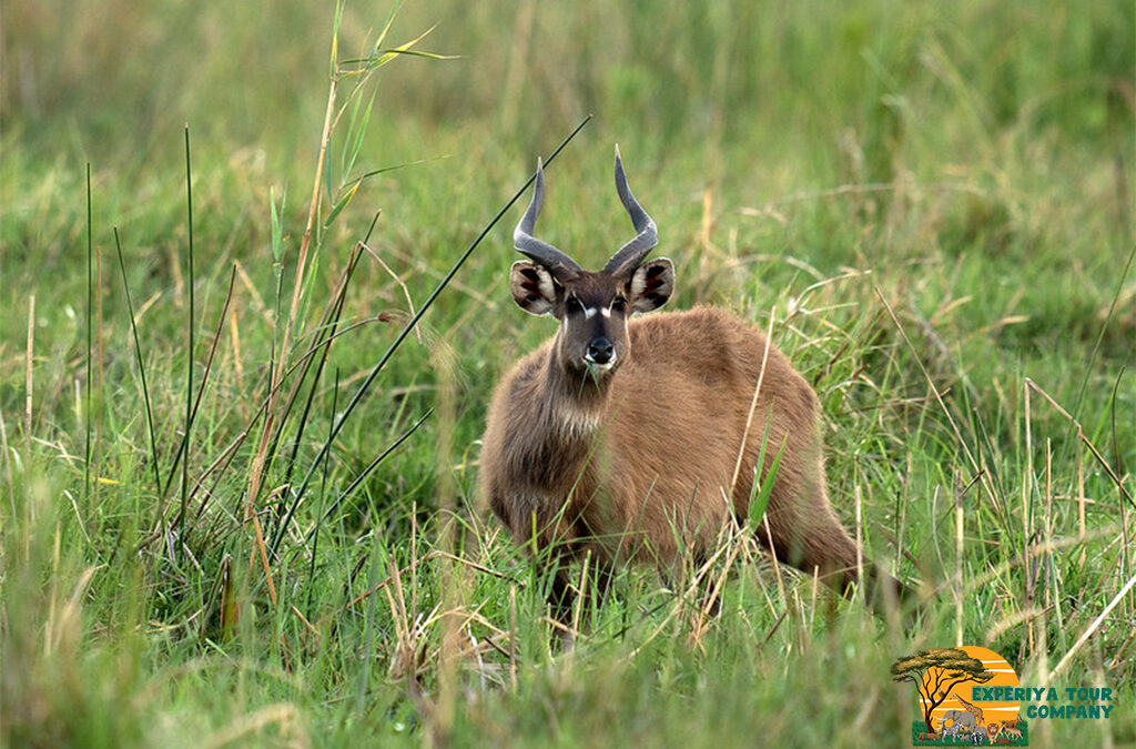 Katonga Wildlife Reserve