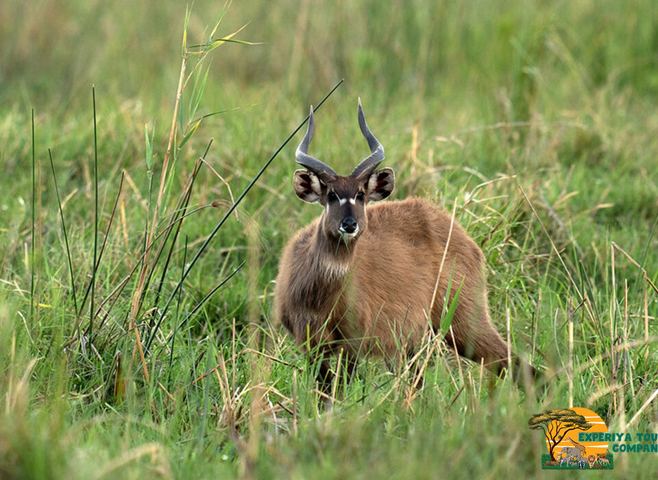 Katonga Wildlife Reserve