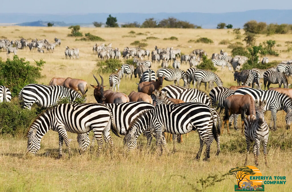 Kenya–Uganda Safari Combo