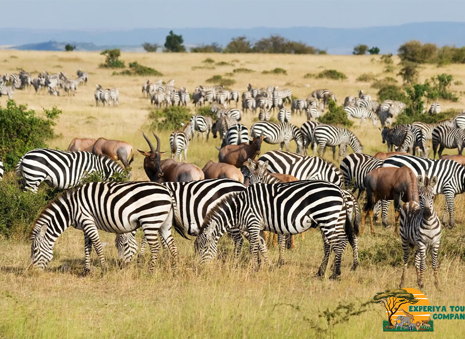 Kenya–Uganda Safari Combo