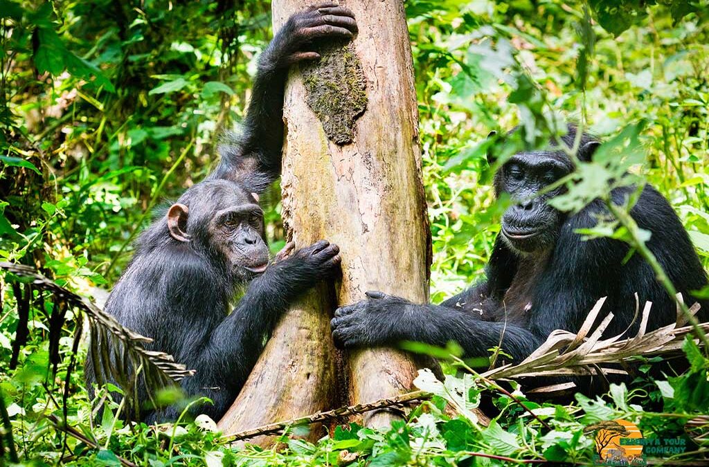 What Animals Can Be Seen in Kibale National Park?