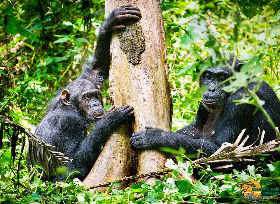 What Animals Can Be Seen in Kibale National Park?