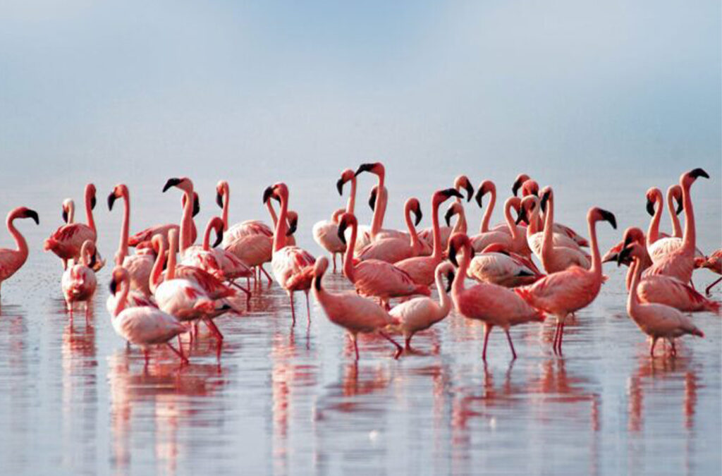 Lake Nakuru Safari and Gorilla Trekking