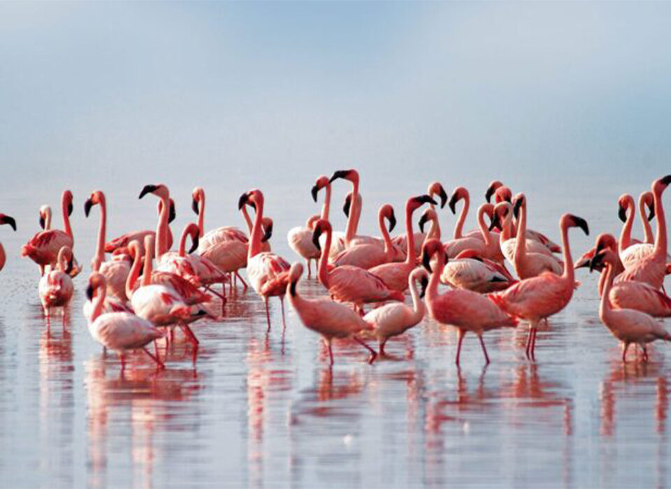 Lake Nakuru Safari and Gorilla Trekking