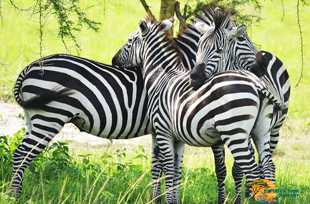 3 Days Lake Mburo National Park Safari