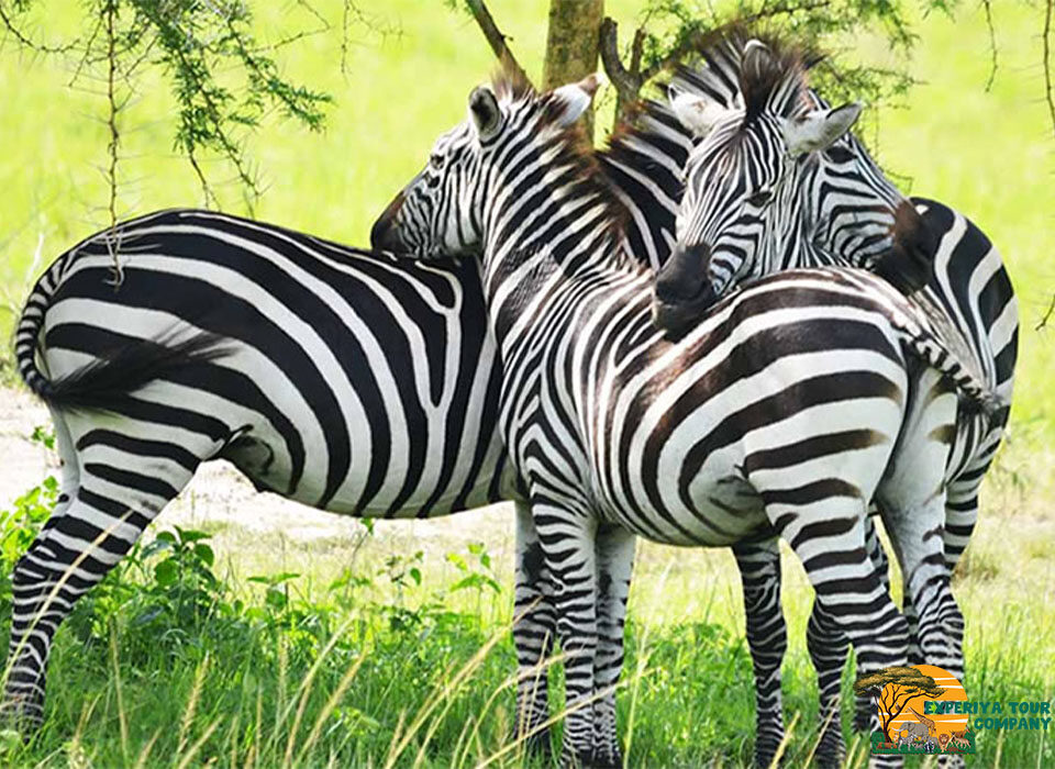 3 Days Lake Mburo National Park Safari