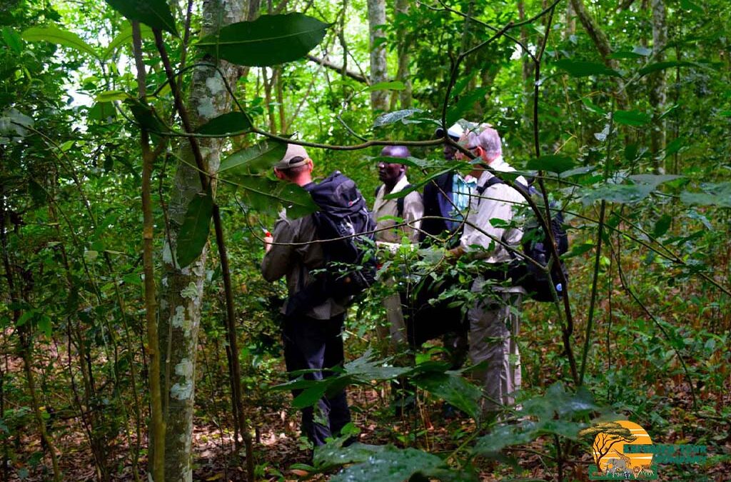 Why you should Visit Maramagambo Forest