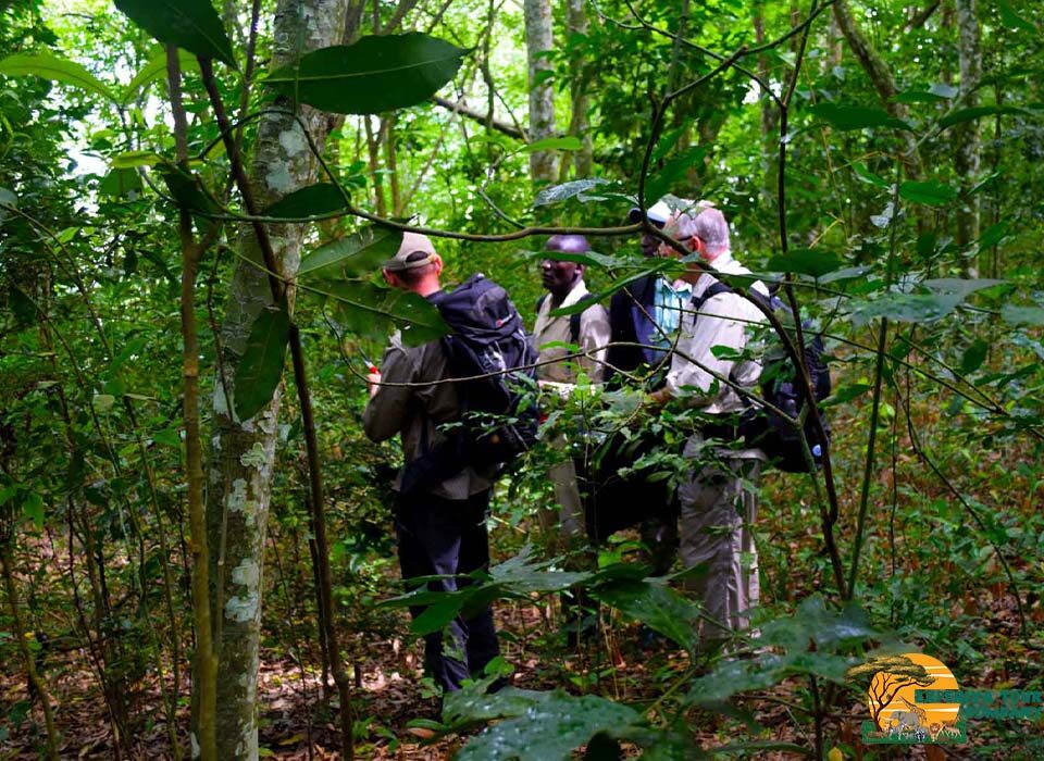 Why you should Visit Maramagambo Forest