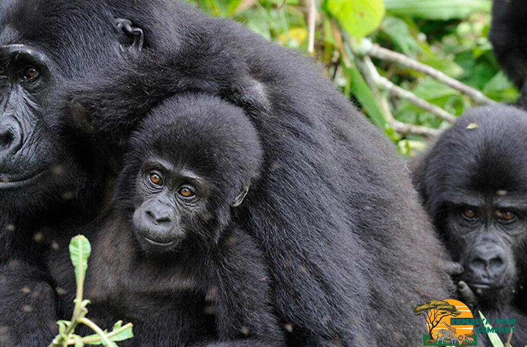How Gorilla Families Are Named in Mgahinga National Park