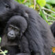 How Gorilla Families Are Named in Mgahinga National Park