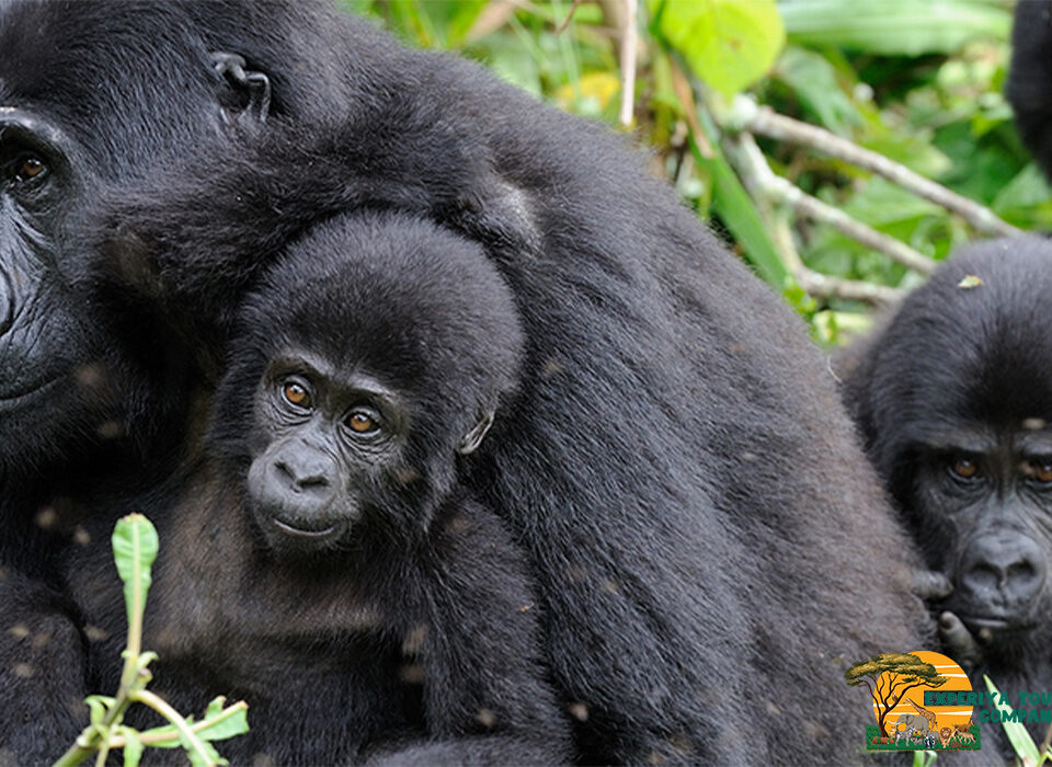 How Gorilla Families Are Named in Mgahinga National Park