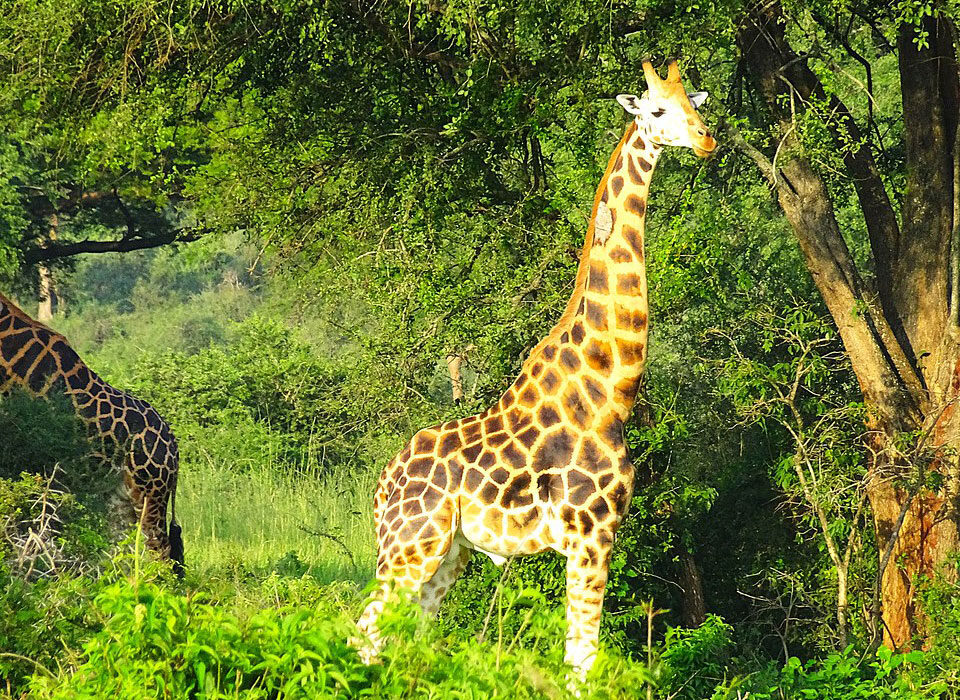 Murchison Falls National Park