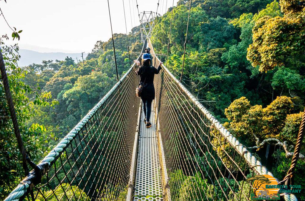Exploring the Igishigishigi Trail in Nyungwe Forest, Rwanda with Experiya Tour Company
