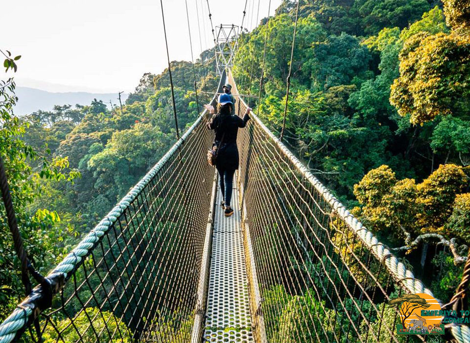Exploring the Igishigishigi Trail in Nyungwe Forest, Rwanda with Experiya Tour Company