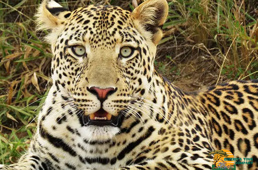 7 Days Best of Uganda Safari