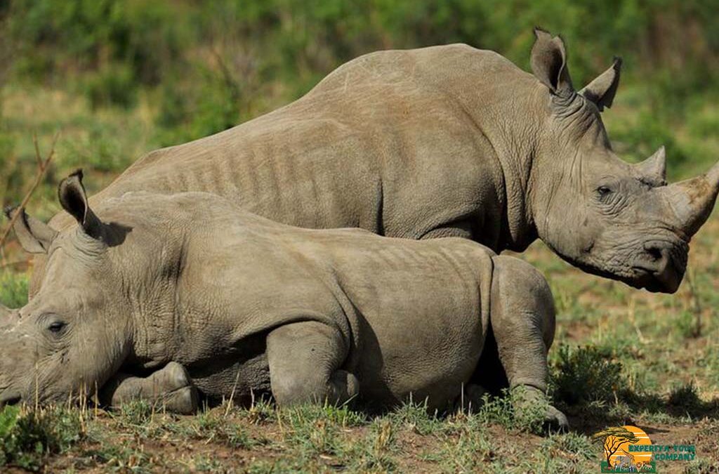 Rhino Tracking in Akagera National Park