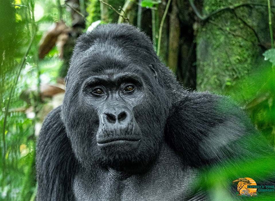Restrictions to Gorilla Trekking in Uganda and Rwanda