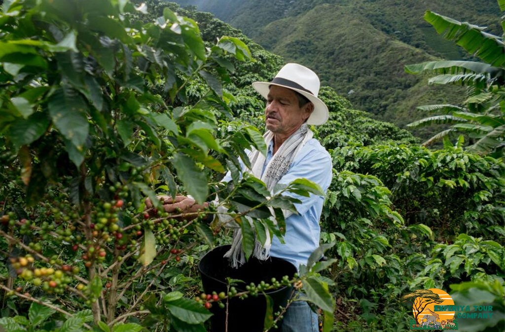 Best Coffee Tours in Rwanda: A Journey Through Flavor and Culture