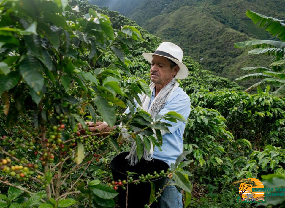 Best Coffee Tours in Rwanda: A Journey Through Flavor and Culture