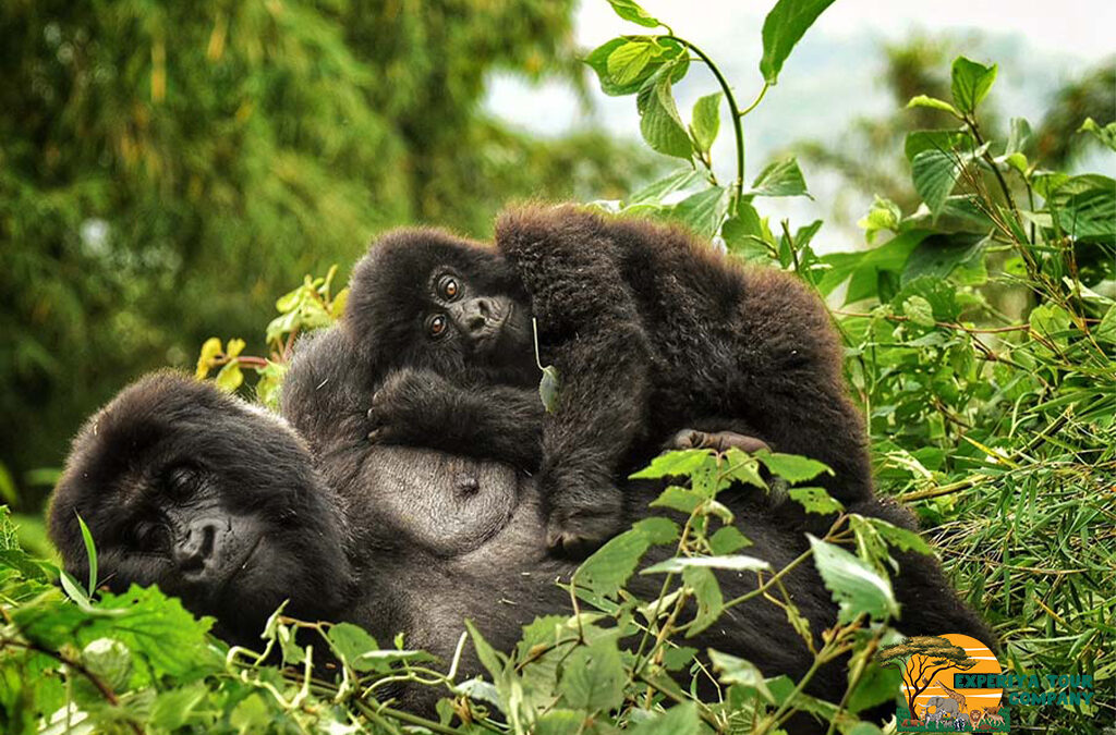 Who Is Eligible to Trek Mountain Gorillas in Rwanda?