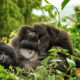 Who Is Eligible to Trek Mountain Gorillas in Rwanda?