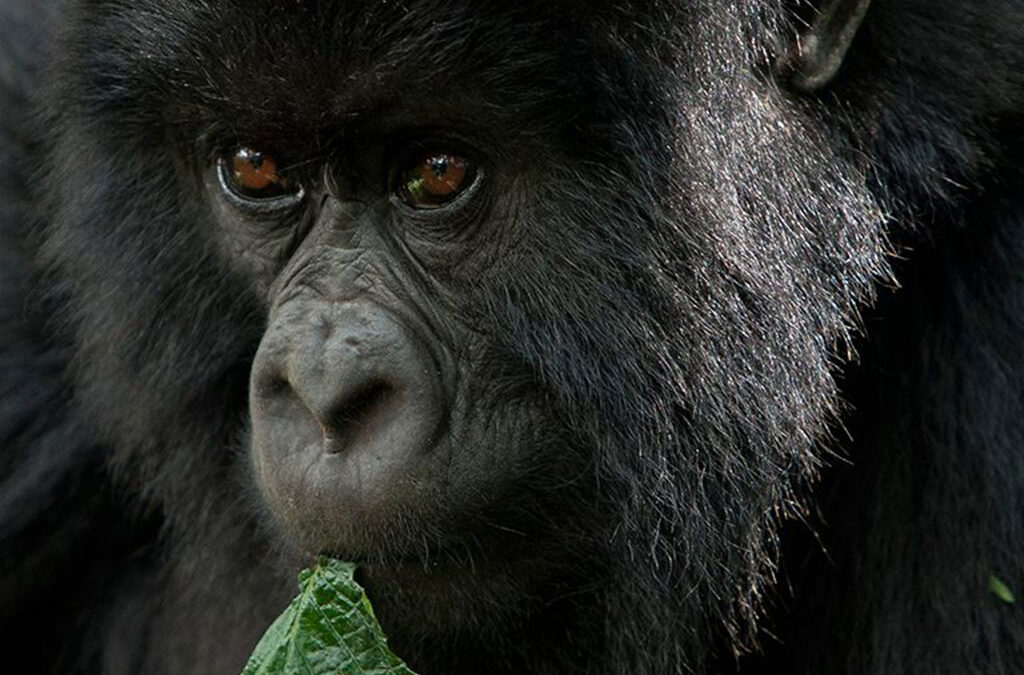 Rwanda wildlife photography