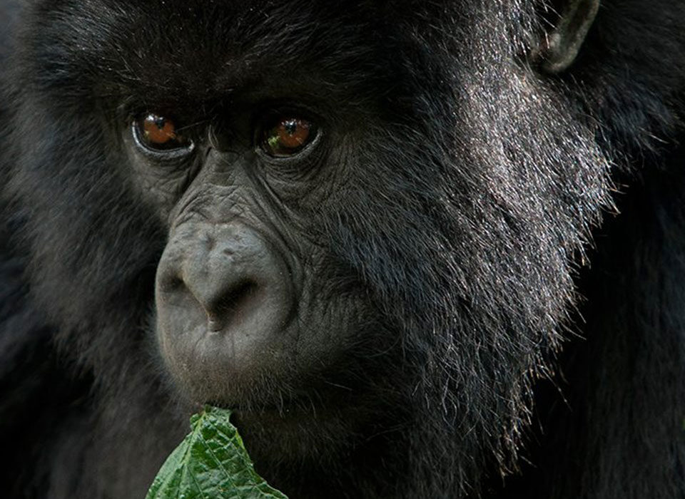 Rwanda wildlife photography