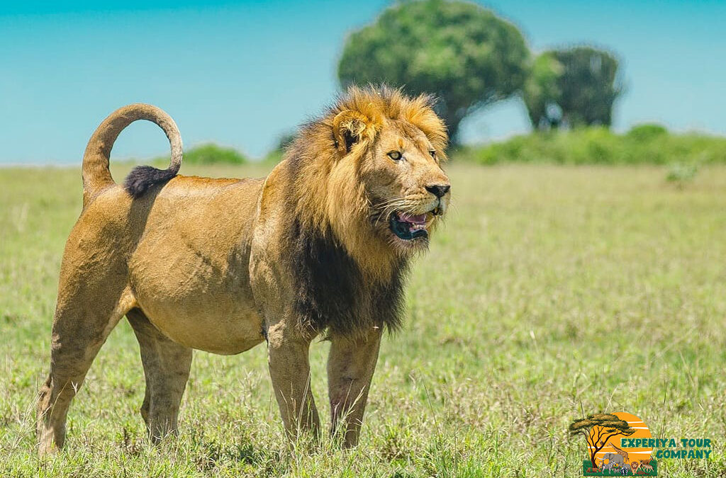 Masai Mara and Serengeti Combined Safaris