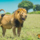 Masai Mara and Serengeti Combined Safaris