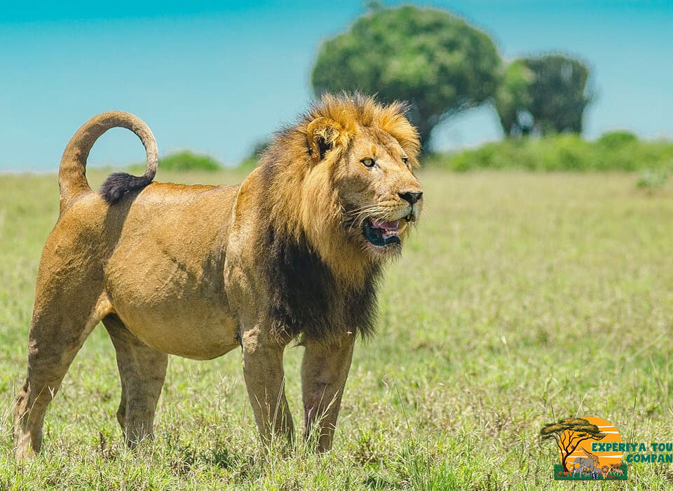 Masai Mara and Serengeti Combined Safaris