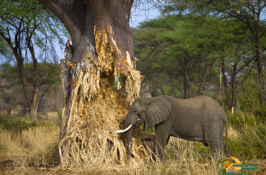 Best Go Guide for Tanzania Wildlife Safaris and African Safaris in 2026