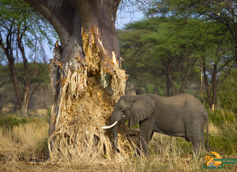 Best Go Guide for Tanzania Wildlife Safaris and African Safaris in 2026