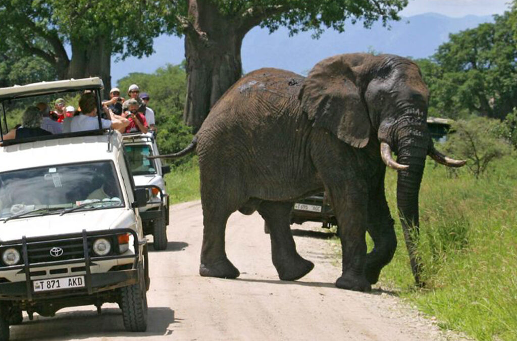 Best Time to Visit Tarangire National Park in Tanzania