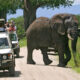 Best Time to Visit Tarangire National Park in Tanzania