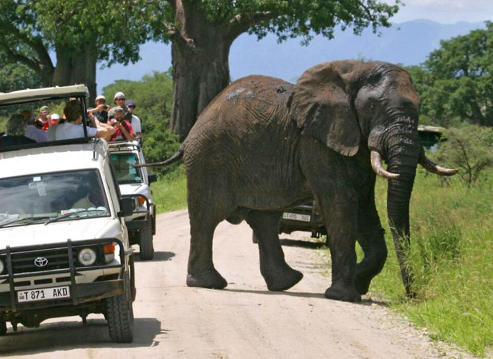 Best Time to Visit Tarangire National Park in Tanzania