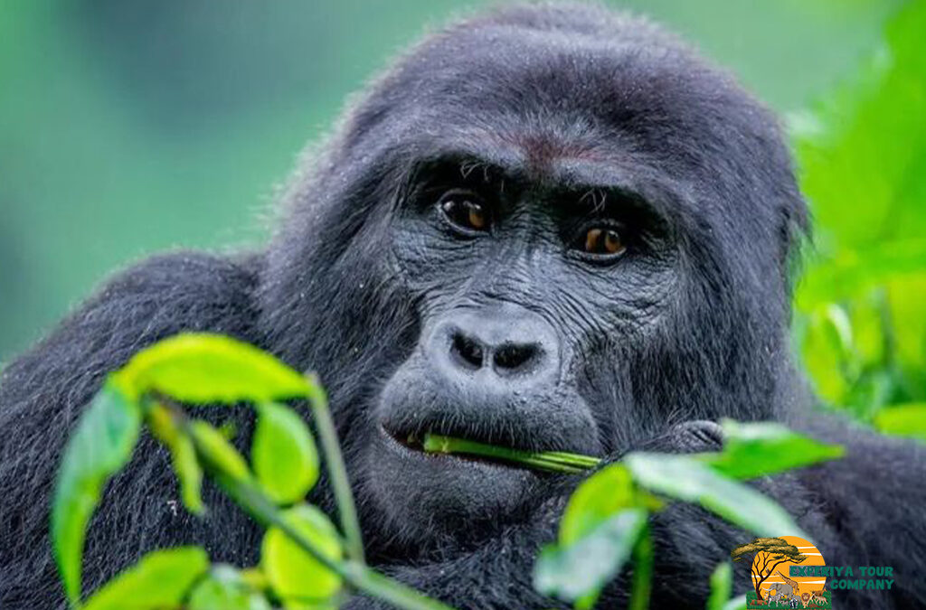 The Role of UWA in Gorilla Conservation
